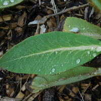 Meconopsis 'Crewdson Hybrid'